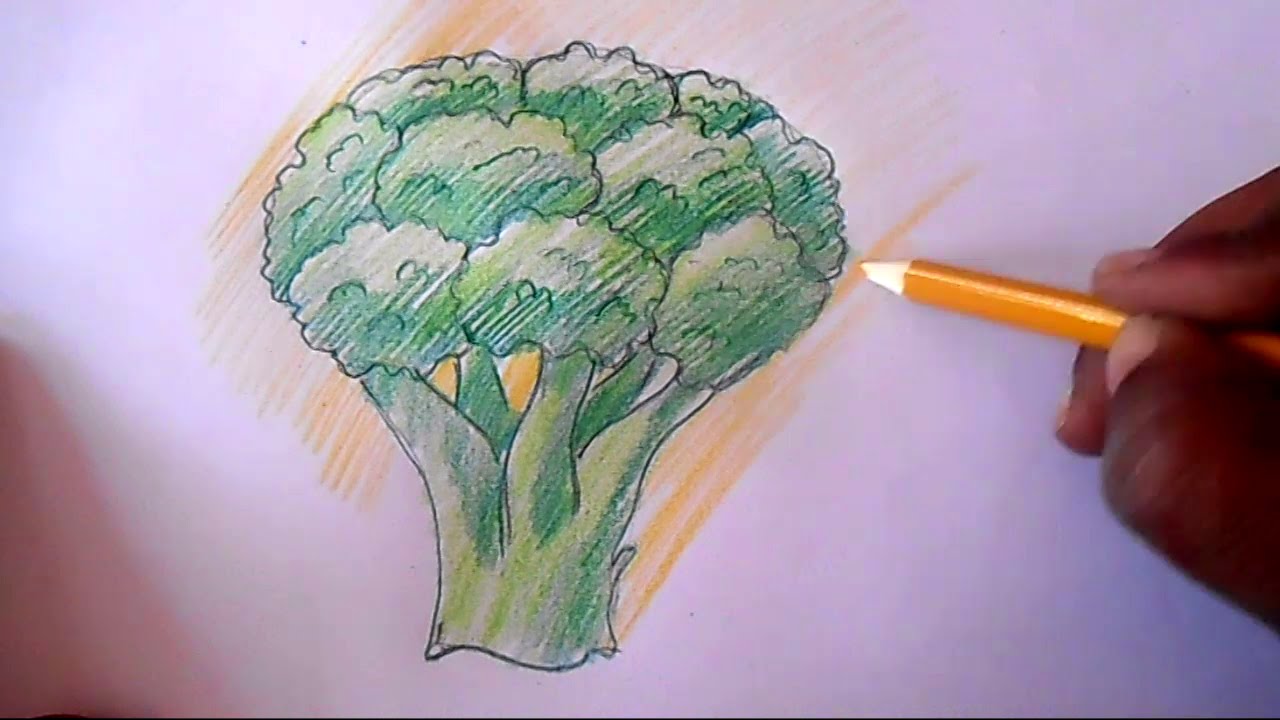 1280x720 How To Draw Broccoli Step - Broccoli Drawing