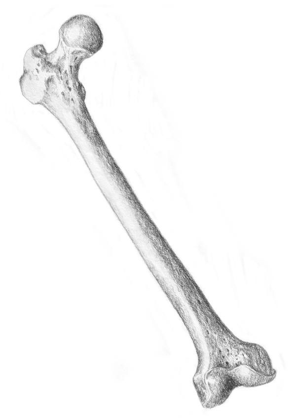 600x847 Random Bone Drawing - Broken Bone Drawing
