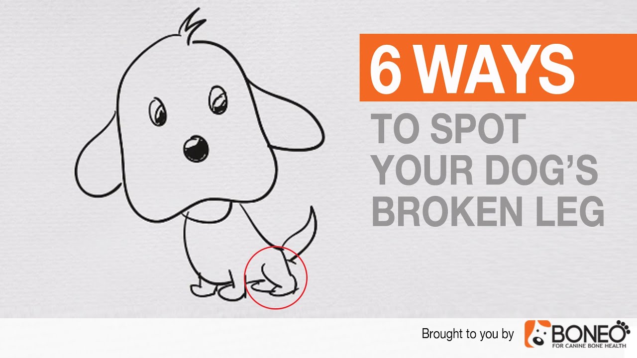 1280x720 how to tell if your dog has a broken leg - Broken Leg Drawing