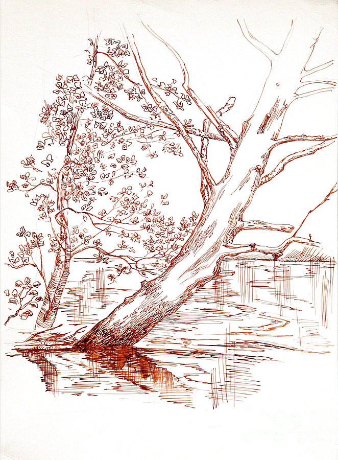 662x900 Tree Over The Brook Drawing - Brook Drawing