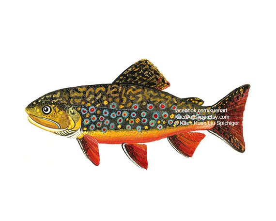 570x456 Brook Trout Art Print - Brook Trout Drawing