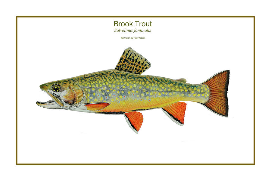 900x599 Brook Trout Drawing - Brook Trout Drawing