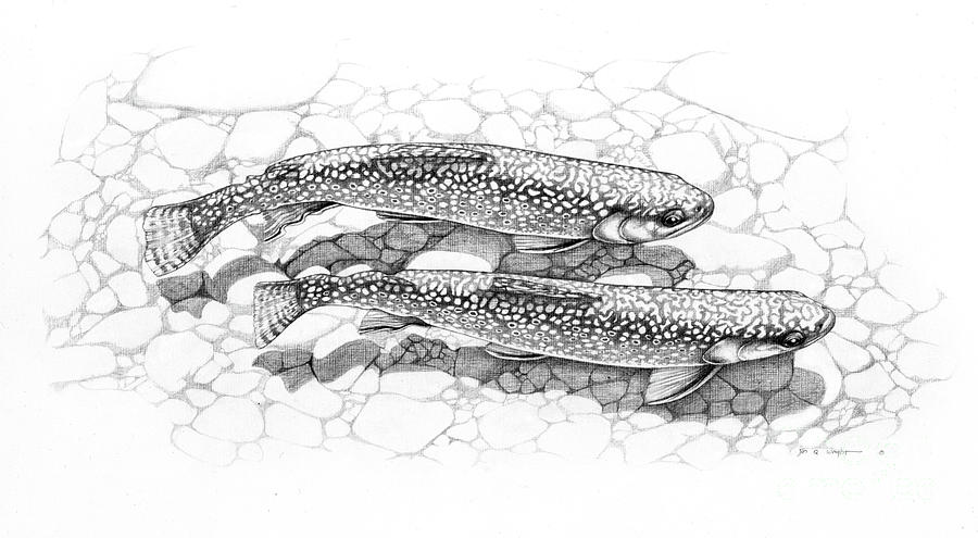 900x495 brook trout duo painting - Brook Trout Drawing