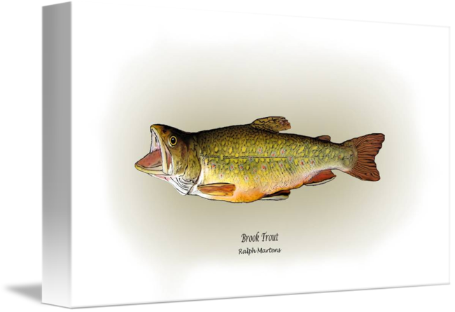 650x445 Brook Trout - Brook Trout Drawing