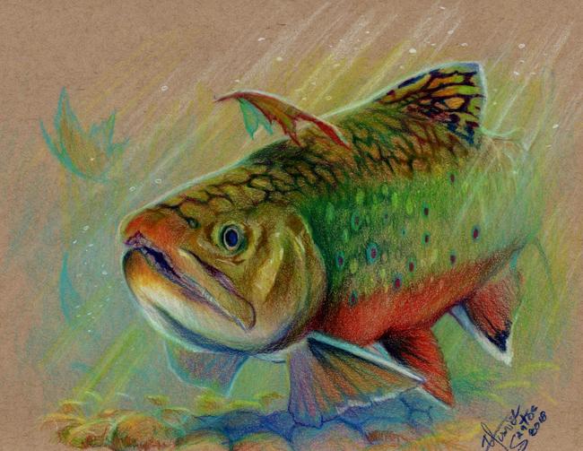 650x503 Brook Trout Yusniel Santos - Brook Trout Drawing