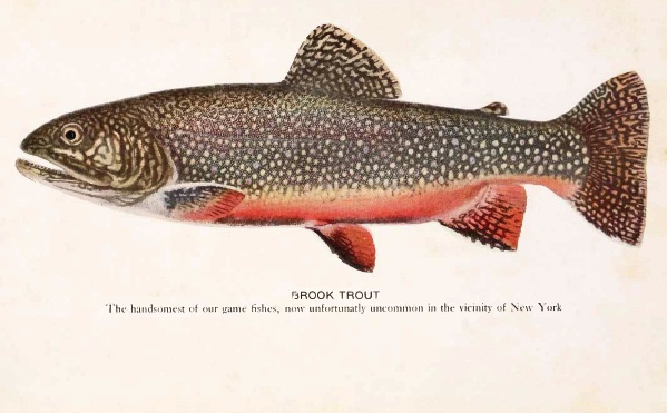 599x371 Brook Trout - Brook Trout Drawing