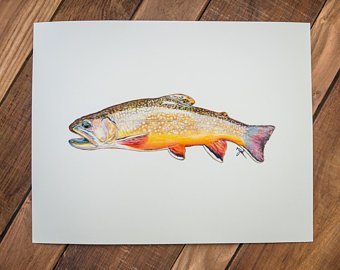 340x270 Brook Trout Etsy - Brook Trout Drawing