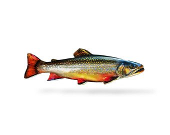 340x270 Brook Trout Drawing Etsy - Brook Trout Drawing