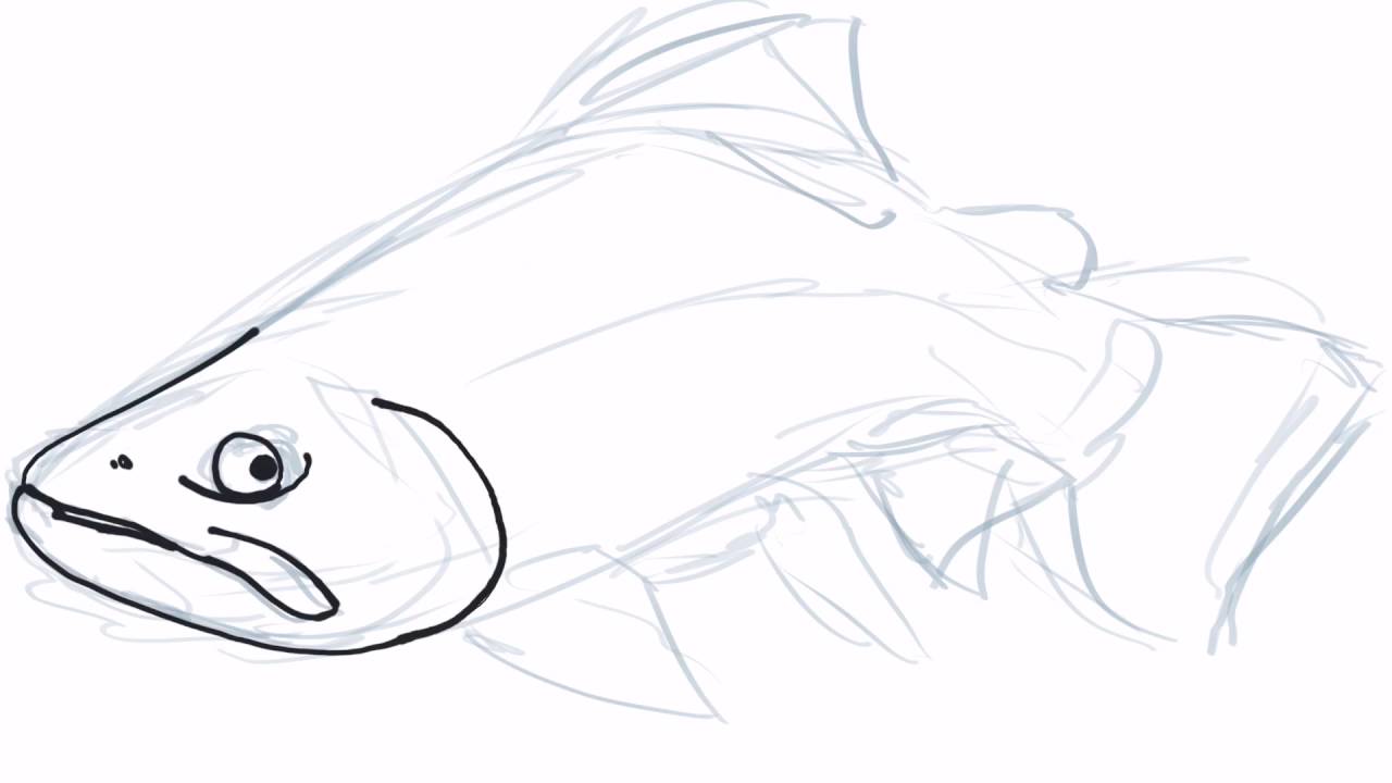 Brook Trout Drawing at Explore collection of Brook