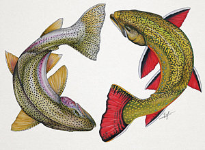 300x219 Circling Rainbow And Brook Trout Painting - Brook Trout Drawing