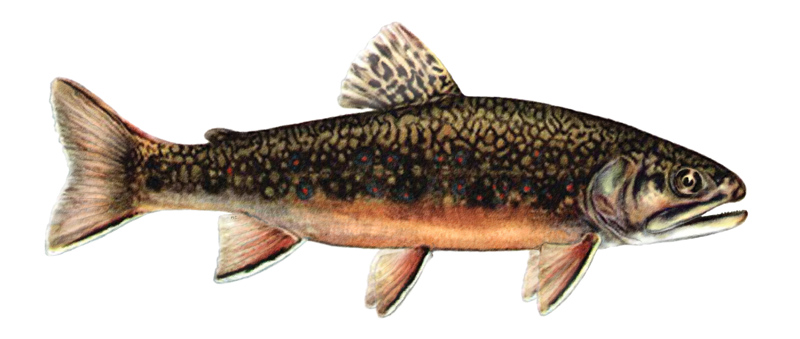 800x339 Drawing Of A Fish Brook Trout - Brook Trout Drawing