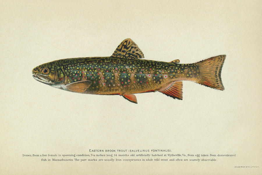 Brook Trout Drawing at Explore collection of Brook