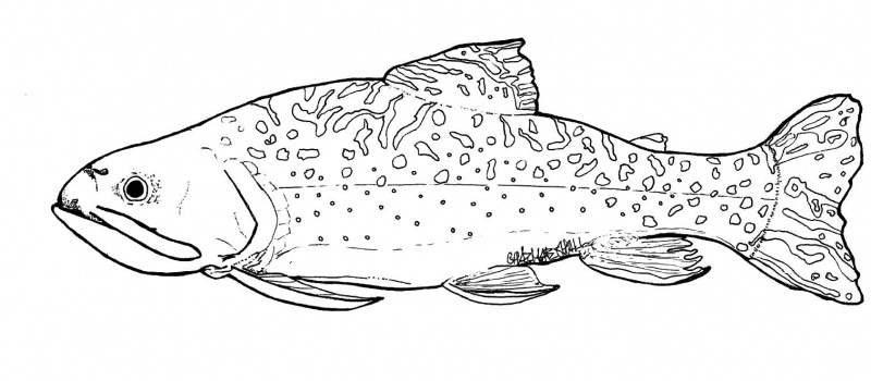 800x350 An Old Stream In A New World Mi'kmaq Maliseet Nations News - Brook Trout Drawing