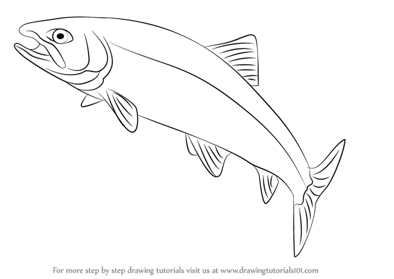 800x566 Learn How To Draw A Trout - Brook Trout Drawing