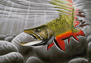 300x210 northern exposure drawing - Brook Trout Drawing