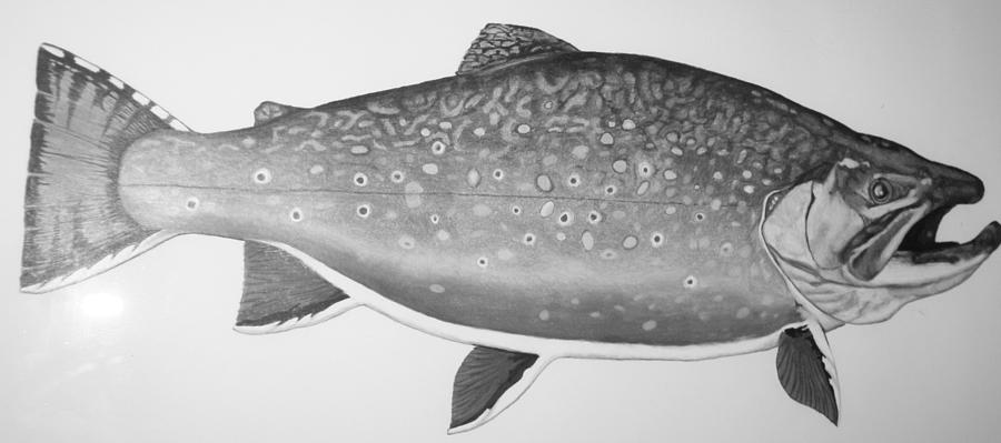 900x399 Trophy Brook Trout Drawing - Brook Trout Drawing
