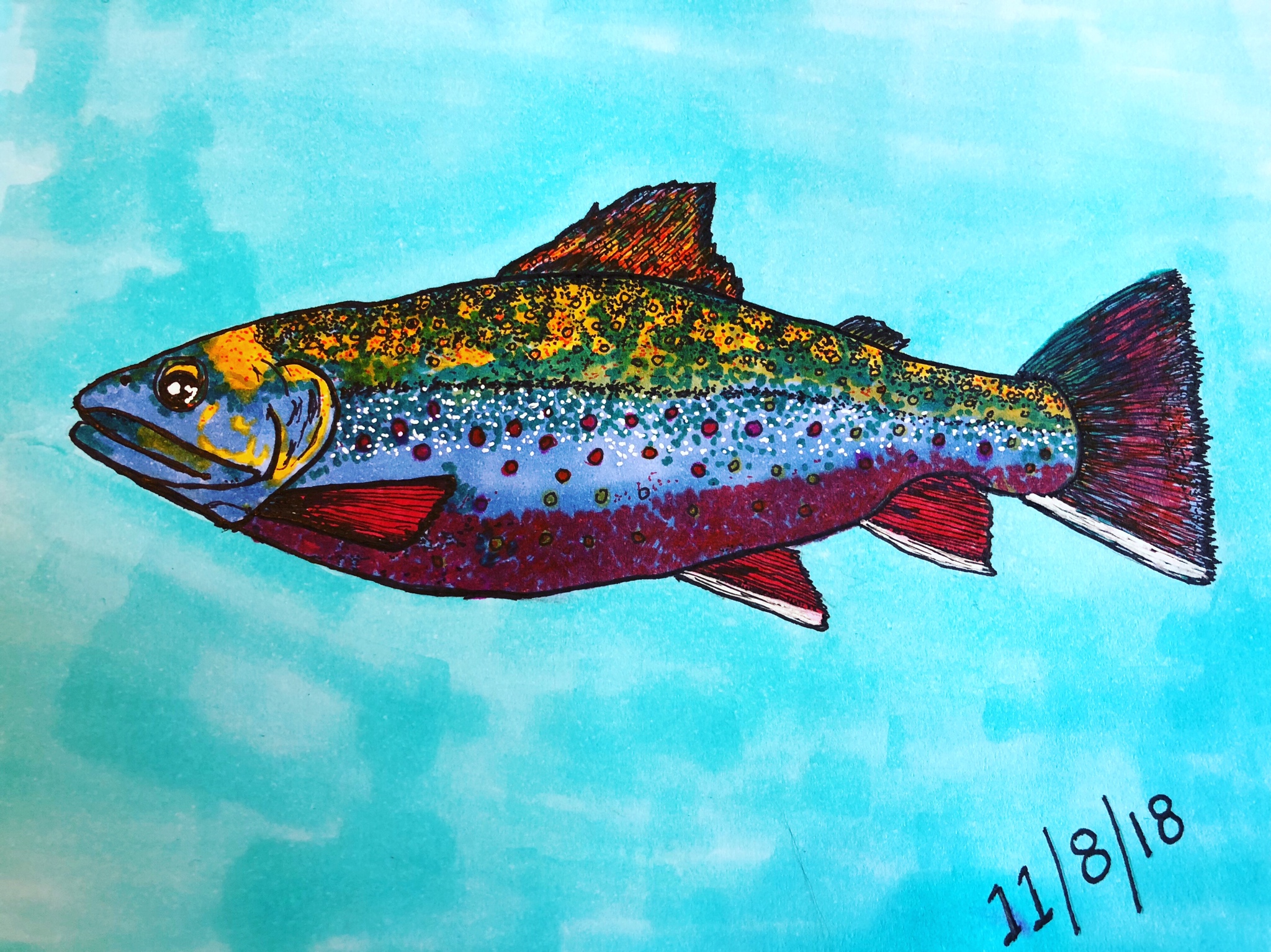 Brook Trout Drawing at Explore collection of Brook