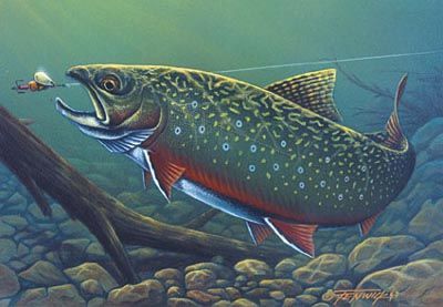 400x277 beautiful brook trout illustration trout fishing fish artwork - Brook Trout Drawing