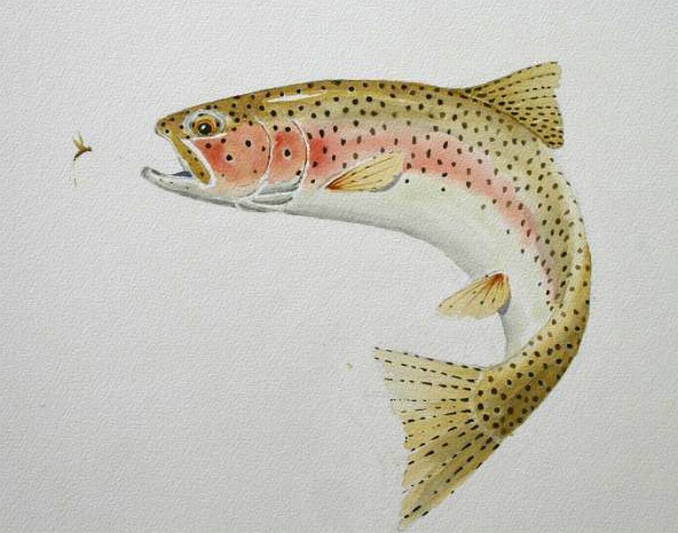 764x600 Maine Brook Trout Drawing - Brook Trout Drawing