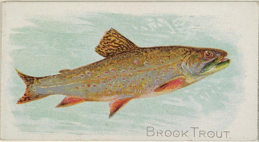 900x495 Brook Trout, From The Fish Drawing - Brook Trout Drawing