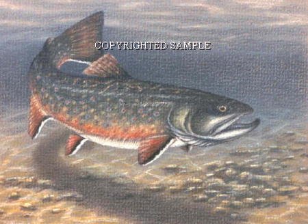 450x328 Brook Trout - Brook Trout Drawing