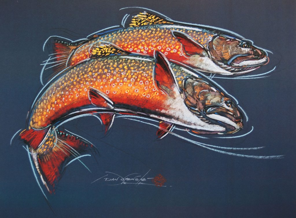 Brook Trout Drawing at Explore collection of Brook