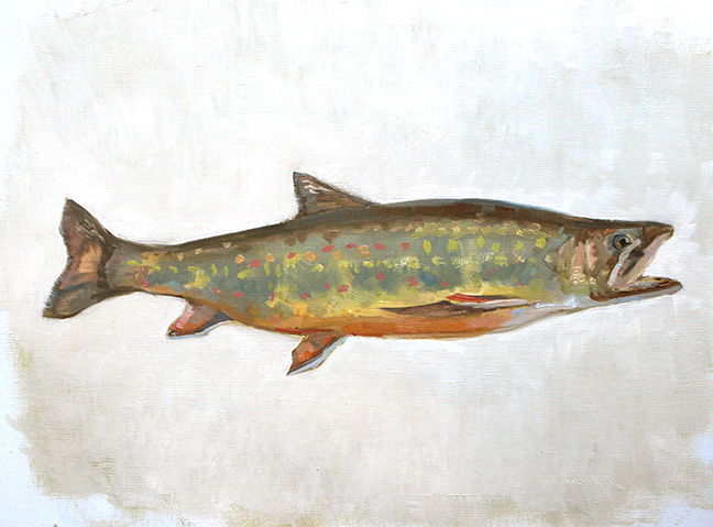648x479 brook trout dawn wagner - Brook Trout Drawing
