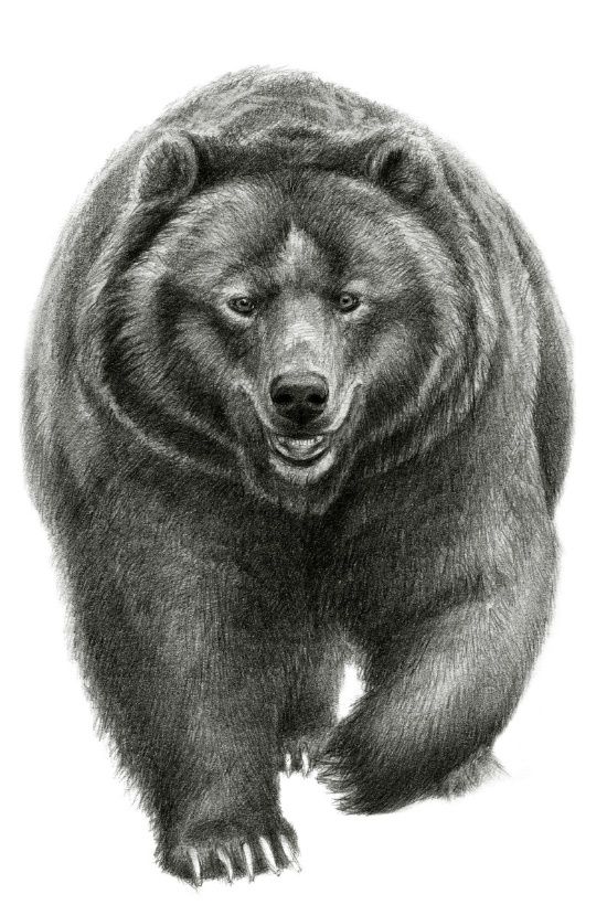 Brown Bear Drawing at PaintingValley.com | Explore collection of Brown ...