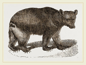 300x228 brown bears drawings fine art america - Brown Bear Drawing