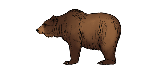 700x296 How To Draw Bears Big, Fluffy Clumsy - Brown Bear Drawing