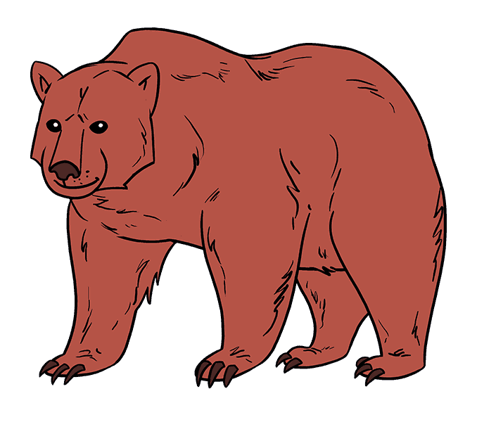 678x600 How To Draw A Bear In A Few Easy Steps Easy Drawing Guides - Brown Bear Drawing