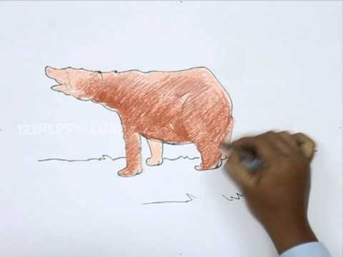 480x360 how to draw a brown bear - Brown Bear Drawing