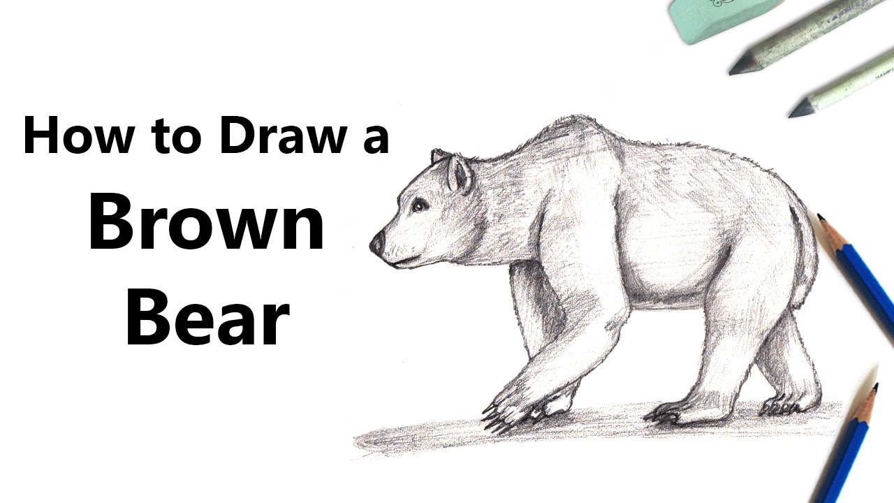 1280x720 how to draw a brown bear with pencils - Brown Bear Drawing