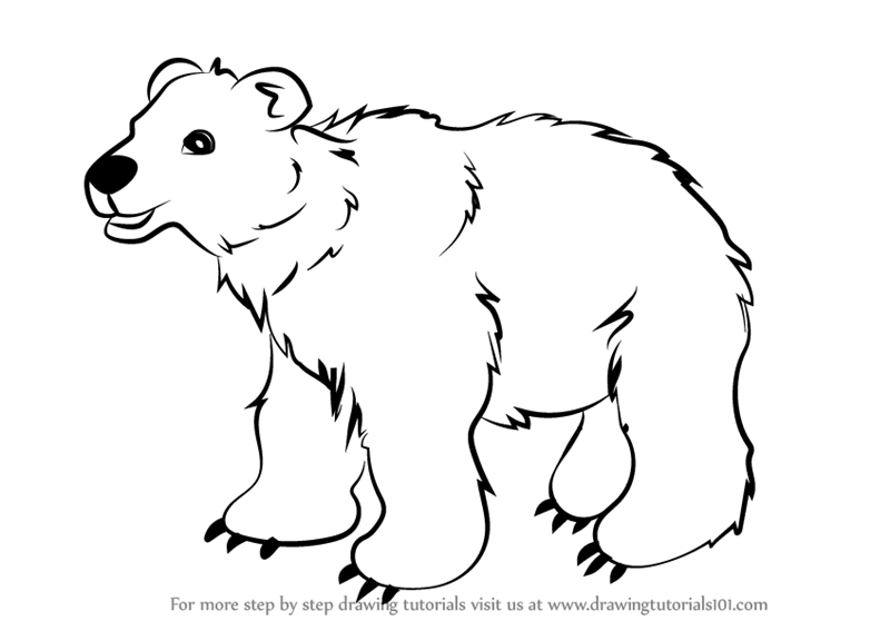 800x567 learn how to draw brown bear for kids - Brown Bear Drawing