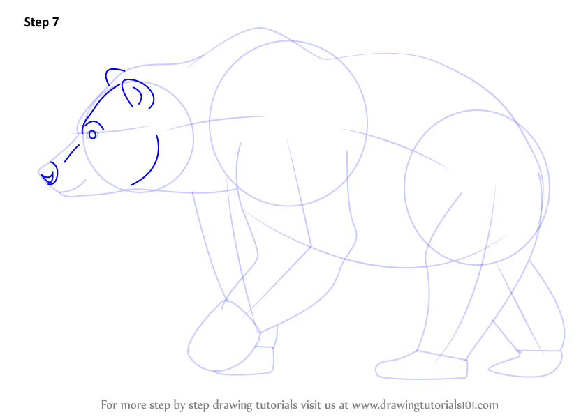 842x598 learn how to draw a brown bear - Brown Bear Drawing