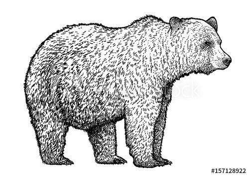 500x354 Bear Illustration, Drawing, Engraving, Ink, Line Art, Vector - Brown Bear Line Drawing