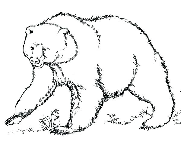 600x479 brown bear coloring pages eric carle what do you see - Brown Bear Line Drawing