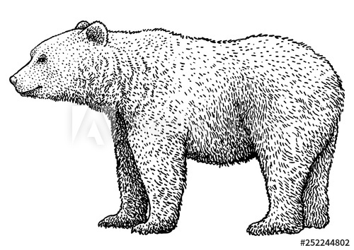 500x354 brown bear illustration, drawing, engraving, ink, line art, vector - Brown Bear Line Drawing