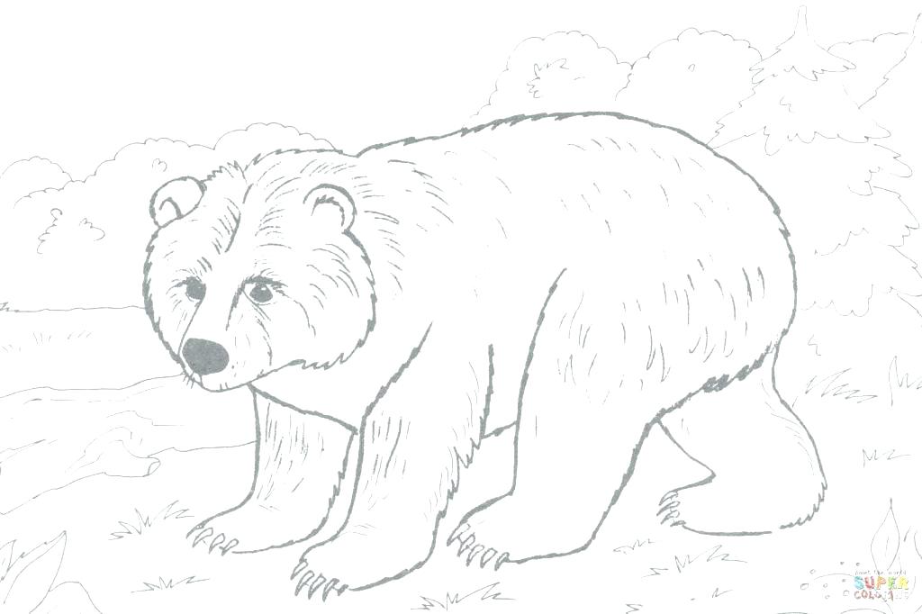 1024x682 how to draw a brown bear draw brown bear outingkin club - Brown Bear Line Drawing