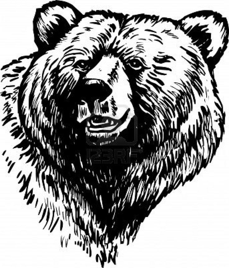 736x858 brown bear head clipart black and white - Brown Bear Line Drawing