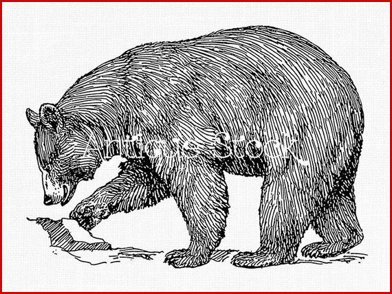 570x428 Bear Drawings American Black Bear Clipart Animal Line Art - Brown Bear Line Drawing