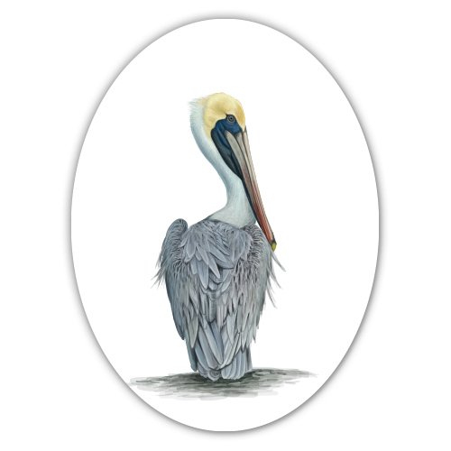 Brown Pelican Drawing at PaintingValley.com | Explore collection of ...