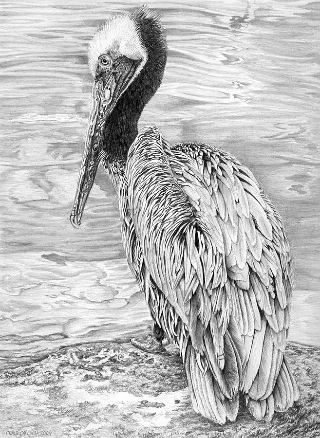 657x900 brown pelican drawing - Brown Pelican Drawing