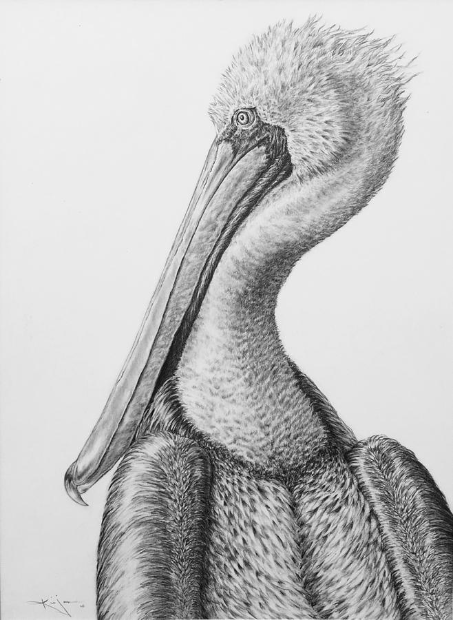 658x900 brown pelican drawing - Brown Pelican Drawing