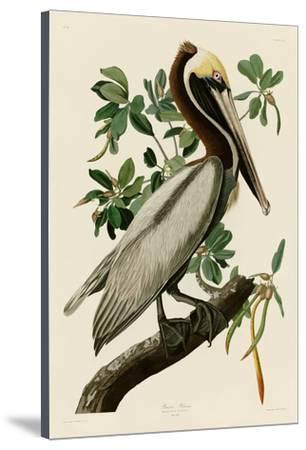 306x450 brown pelican ii stretched canvas print - Brown Pelican Drawing