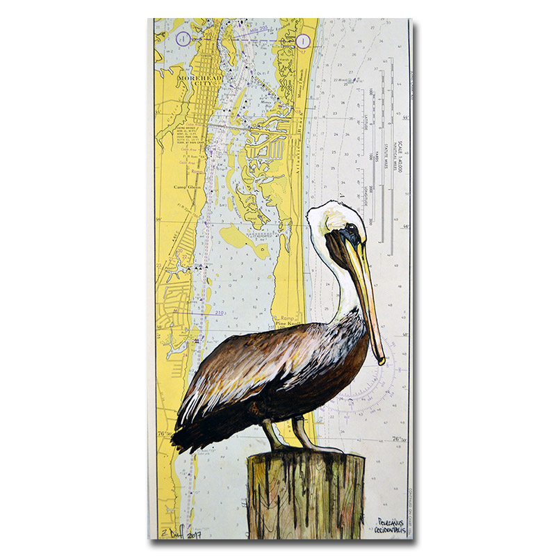 800x800 brown pelican print - Brown Pelican Drawing
