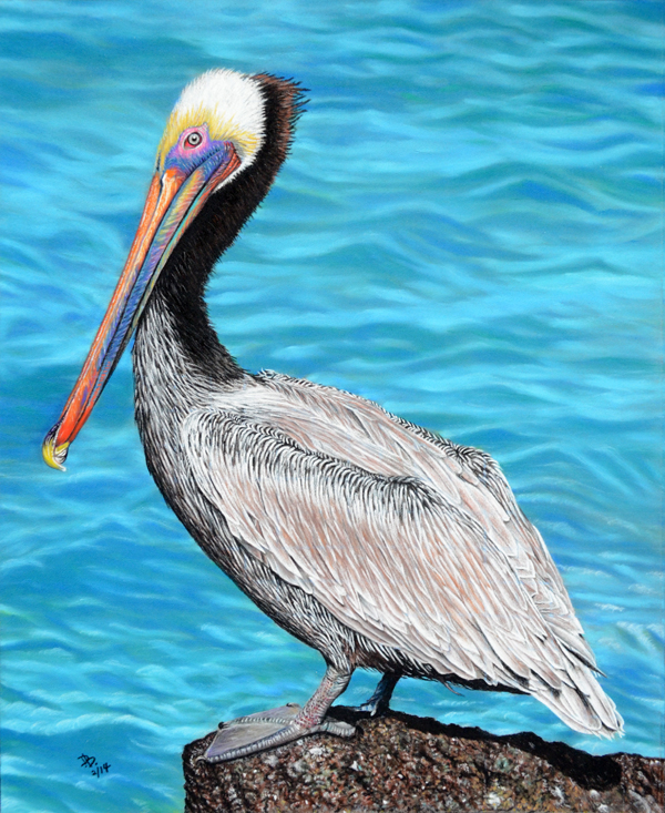 Brown Pelican Drawing at PaintingValley.com | Explore collection of ...