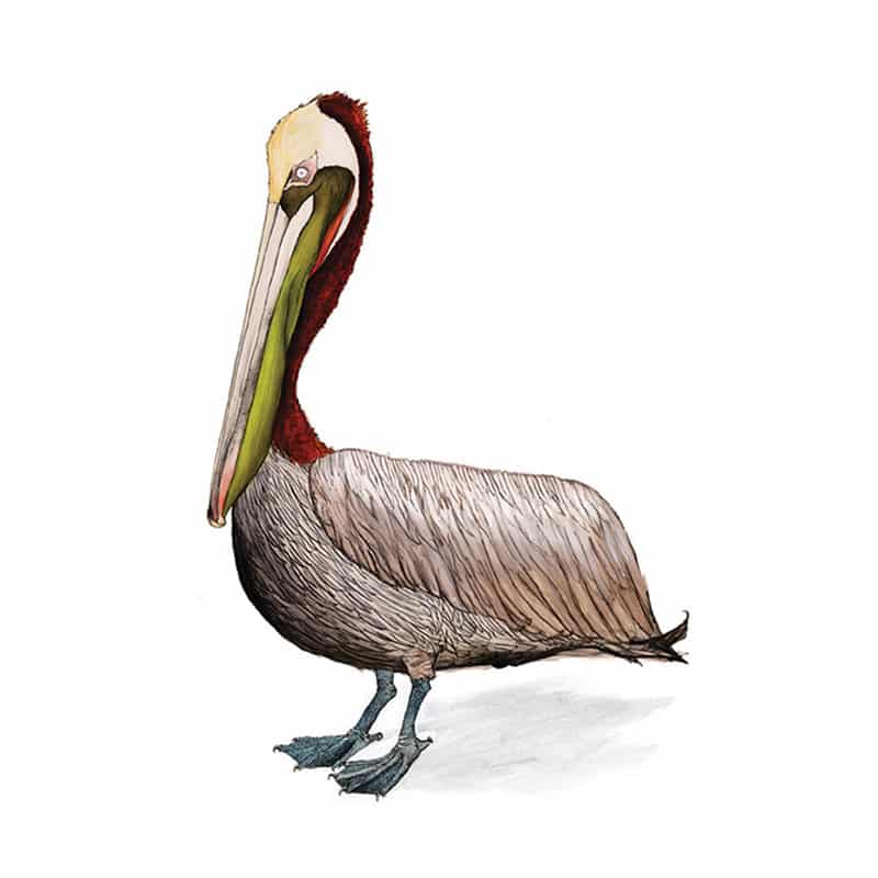 800x800 brown pelican - Brown Pelican Drawing