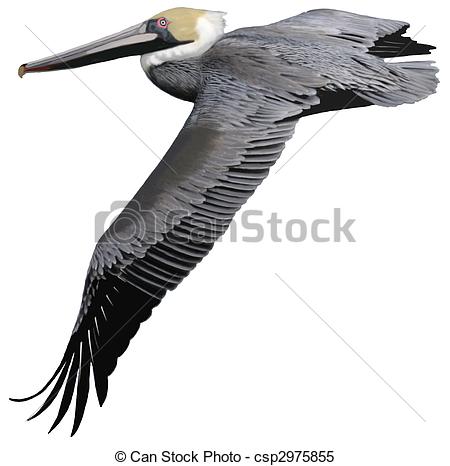 450x466 brown pelican - Brown Pelican Drawing