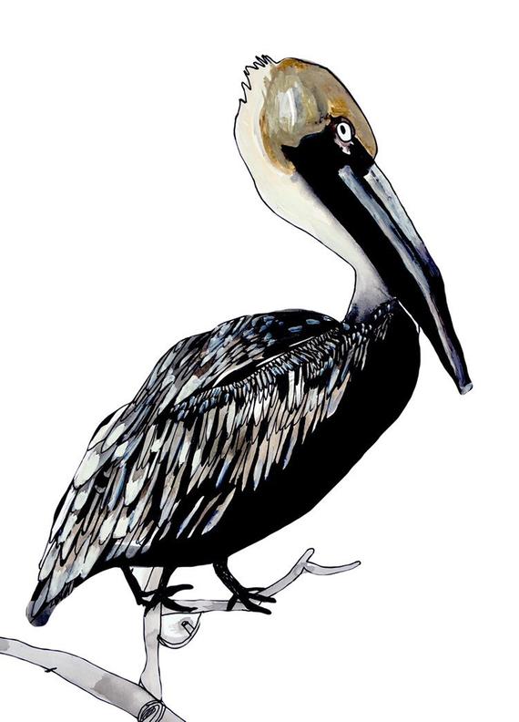 570x792 brown pelican original pen and ink drawing etsy - Brown Pelican Drawing